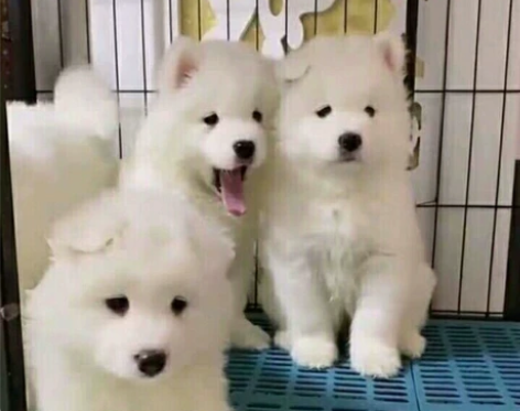 自家养的萨摩耶幼犬，萨摩耶幼犬宠物狗狗陪伴...