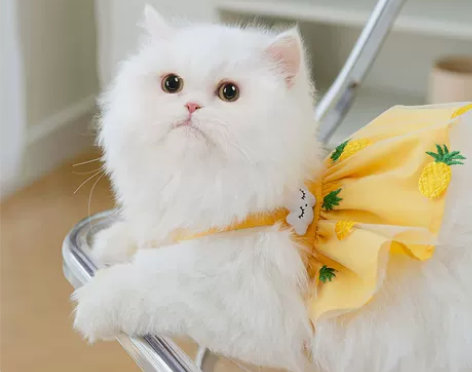 立体刺绣小猫咪裙子公主风布偶加菲英短猫宠物...