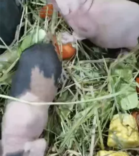 迷你小河马无毛猪豚鼠家庭繁殖，公母都有哦！...