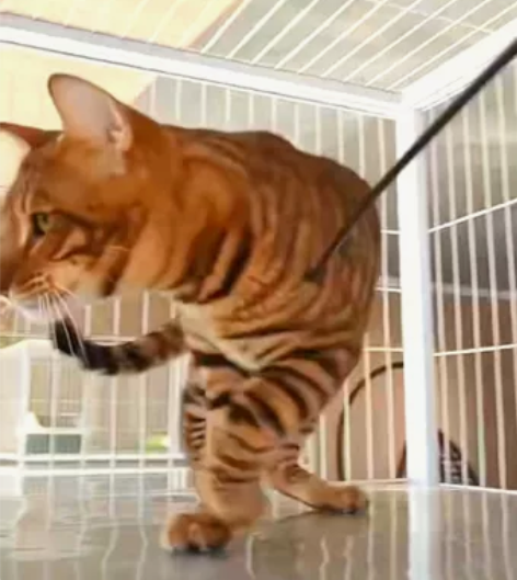 zll玩具虎猫新公找领养! 自家繁育的，八...