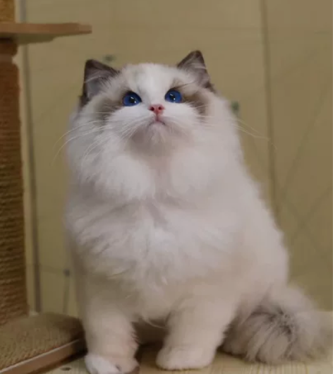 莫妮卡血海双布偶弟弟 完美五粉 脸蛋超级漂...