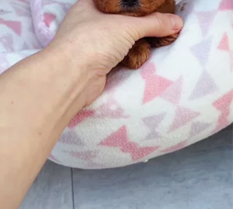 极品脸蛋 超小茶杯体泰迪MM，精致小翘鼻随...