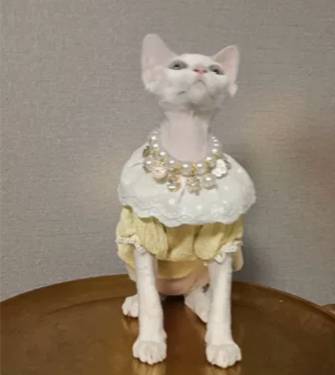 德文卷毛猫（蹲家长） 纯白绿眼小妹妹 已经...