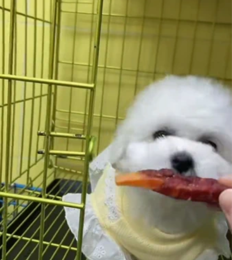 纯种比熊幼犬,已经快两个月了,两个男孩,出...