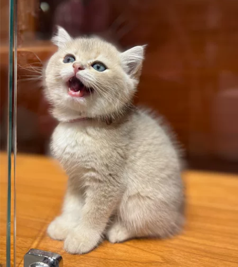 自己繁育的蓝金渐层弟弟 圆嘟嘟的小脸蛋儿 ...