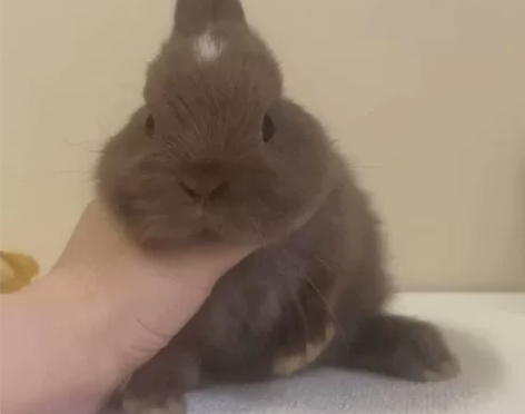 巧克力弟弟 ，V M大头爸爸 45日龄 尴...