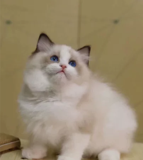 完美海双布偶妹妹 满耳满背五粉 脸蛋漂亮 ...