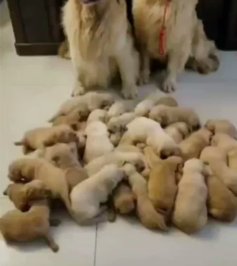 金毛幼犬，两个多月大。自家喂养的会吃狗粮，...