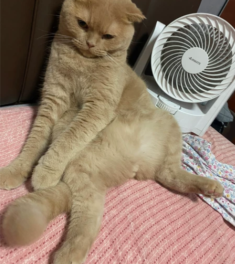 小学在职老师，喂养猫咪多年，有爱心，有耐心...