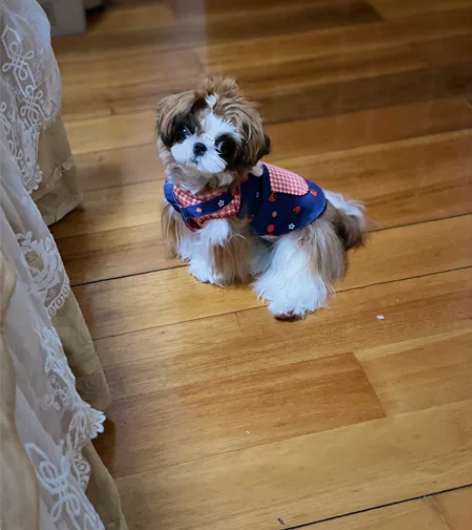 家养西施犬，漂亮弟弟一枚，眼睛很大鼻子很小...