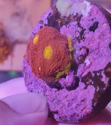 调色盘 感兴趣的话点“我想要”和我私聊吧～...