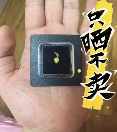 全网最小水滴葫芦0.4cm，水滴葫芦，草里...