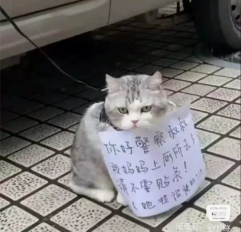 有事外出无法照顾，不愿意寄养在宠物店的，猫...