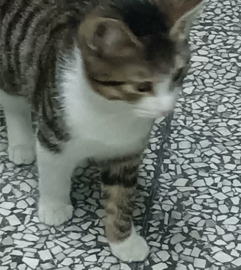 猫咪代养，大学生回家带不走自家宝贝的可以找...