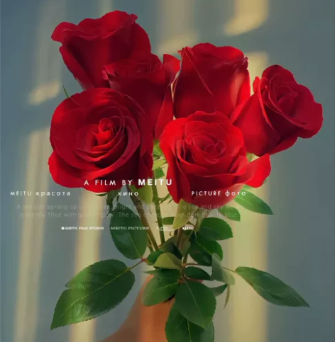 玫瑰花20支山东省万亩玫瑰花基地直发 山东...