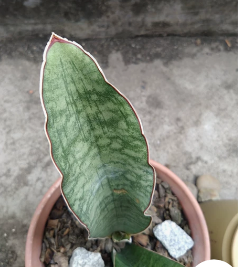 棒球杆大型 感兴趣的话点“我想要”和我私聊...