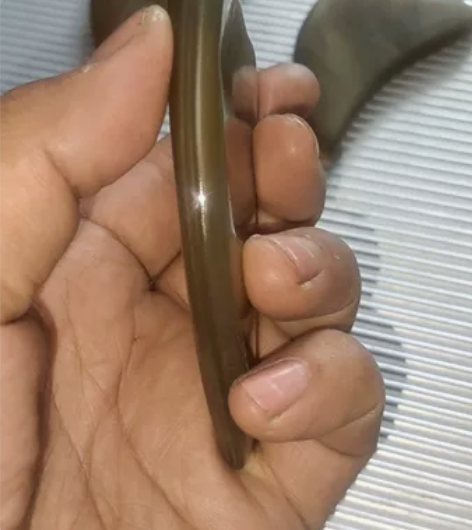 1.0厚白牦牛角三角板纯色板带红丝特价出货...
