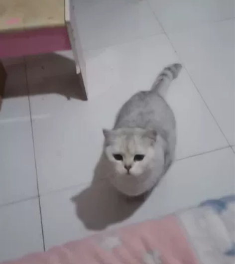 家里小公猫发情了，需要一名小母猫上门配猫，...