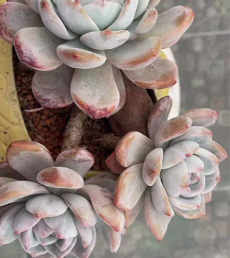 星影老桩飘枝冠辐二十左右,看好了拍,拍下不...