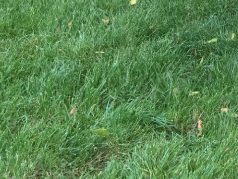 （看最后暂时不出只共号）出王者荣耀号，io...