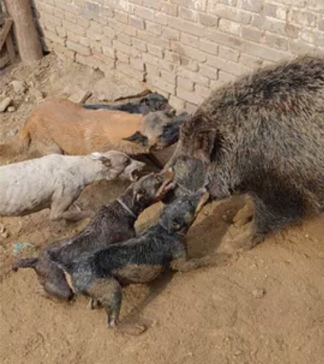 13个月三只母猎梗 标价就是实价  感兴趣...