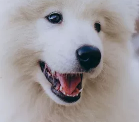 红米K40 感兴趣的话点“我想要”和我私聊...