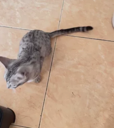 自家喵/银渐层虎斑猫7个月大，生日6月28...