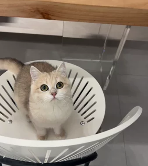 合肥蓝金渐层12色，是个妹妹，6个月 非常...