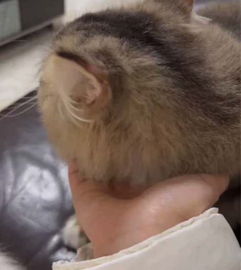 西伯利亚森林猫，9个多月，弟弟，已绝育，非...