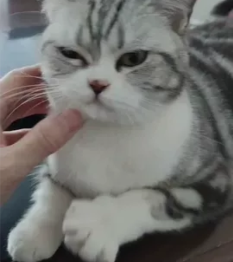 猫咪寻新主 （我家孩子初三，太腻猫了，网课...