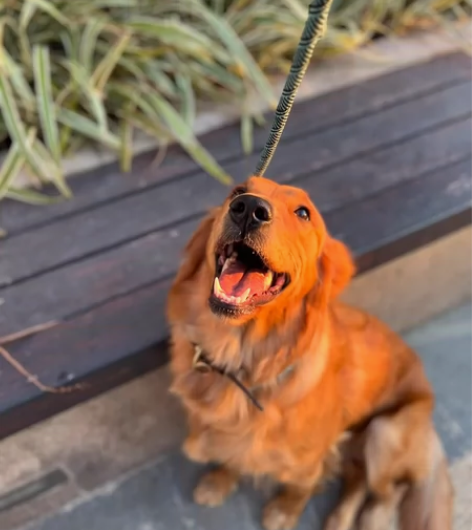 【咖色金毛找家庭】 工作以及即将婚姻等原因...