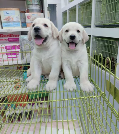 自家养的纯种拉布拉多幼犬，拉不拉多幼犬宠物...
