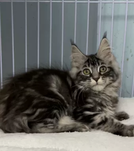 缅因银虎斑,价格美丽,完美品相 脸蛋真的很...