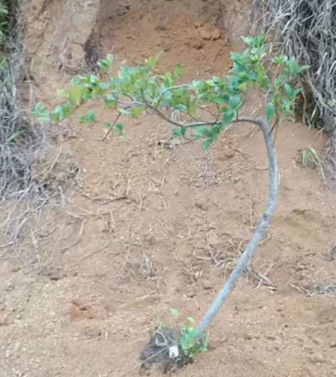 文人飘枝水横枝桅子花 感兴趣的话点“我想要...