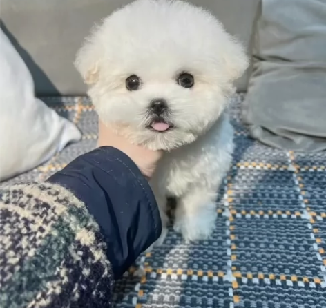 自提自家养的比熊幼犬,比熊幼犬宠物狗狗陪伴...
