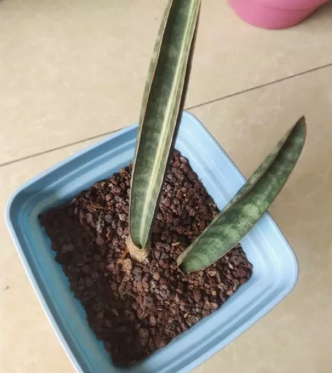 虎皮兰，虎尾兰，棒球杆锦，出售如图所示双叶...