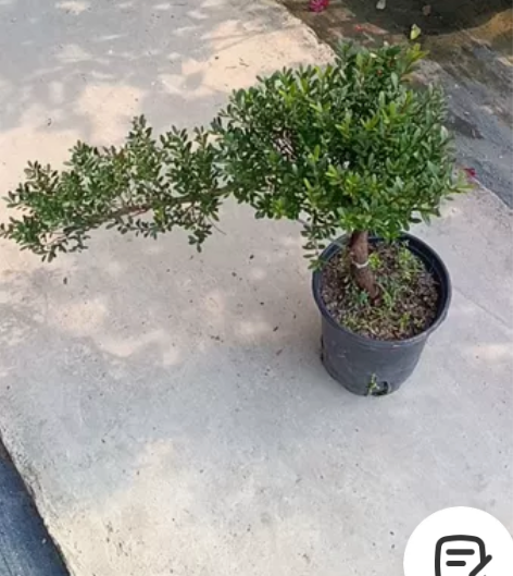 斜飘盆景赤楠,斜长50公分,开白色小花,主...