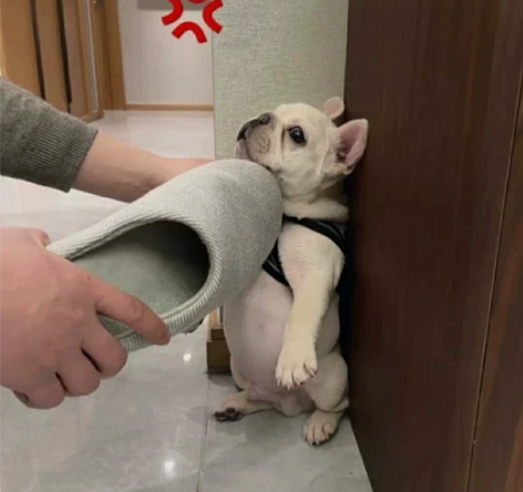 急出！三天不打 上房揭瓦，法斗幼犬，看着老...