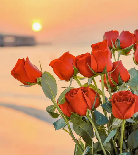 玫瑰花20支山东省万亩玫瑰花基地直发 山东...