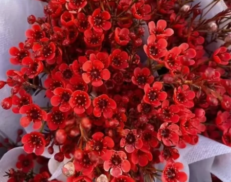 澳洲腊梅鲜花插花水养平头满天星干花花束云南...