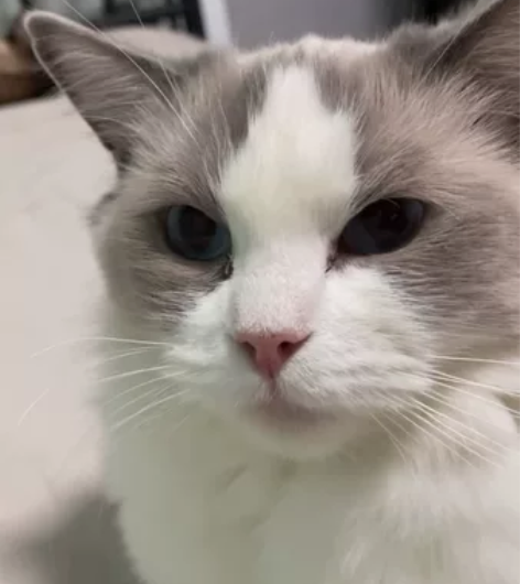 布偶妹妹配种，非卖，五粉，现一岁半，脸很正...