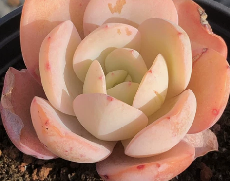 布鲁克林的蓝  一物一拍 优选大单头 老桩...