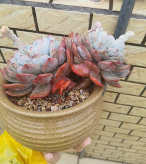 飘枝橙梦露大双头，广东露养3年。 大概20...