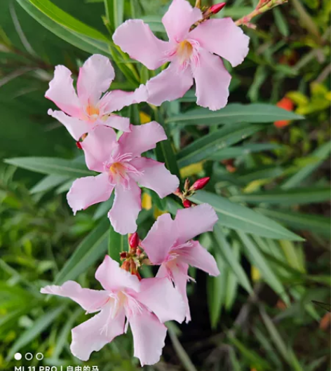 MIUI/小米 红米 Note 11T P...