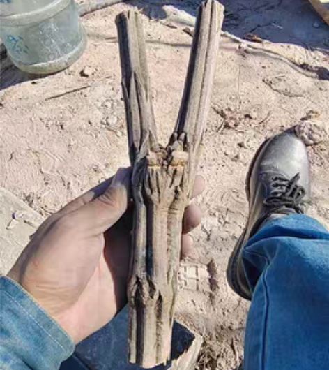 包邮六道木降龙木弹弓原叉 感兴趣的话点“我...