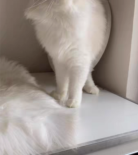 这个蓝双妹妹特别漂亮，眼睛也非常蓝，由于个...