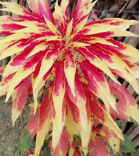 包邮新采收进口观叶植物三色簱种子，一株上有...