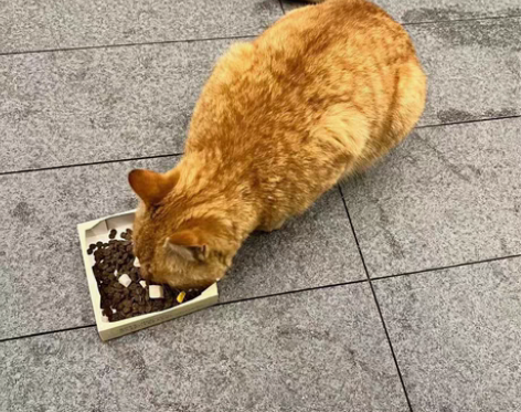 测试工程师 辅导面试/简历优化/模拟面试/...