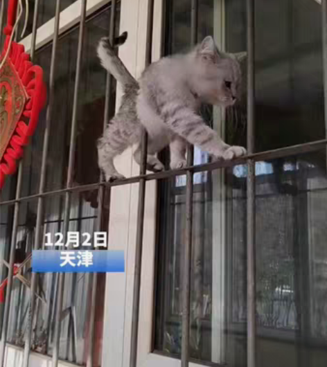 电动车转让，品牌台铃的，只支持面交，泰山路...