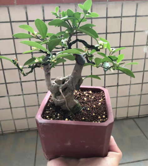 小豆豆，矮霸蘑菇头，老盆口年功货开花挂果了...